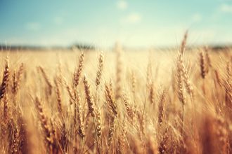 Wheat field