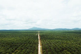 Cargill palm pil plantation 