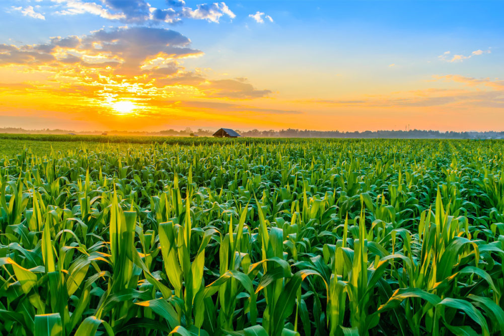 Corn field