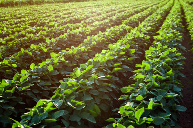 Soybean field