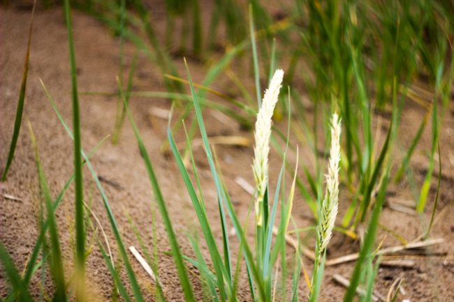 Wheat crops