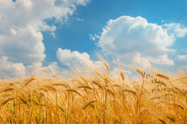 Wheat Field