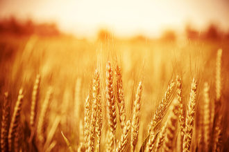 Wheat field